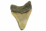 Fossil Megalodon Tooth - North Carolina #257753-2
